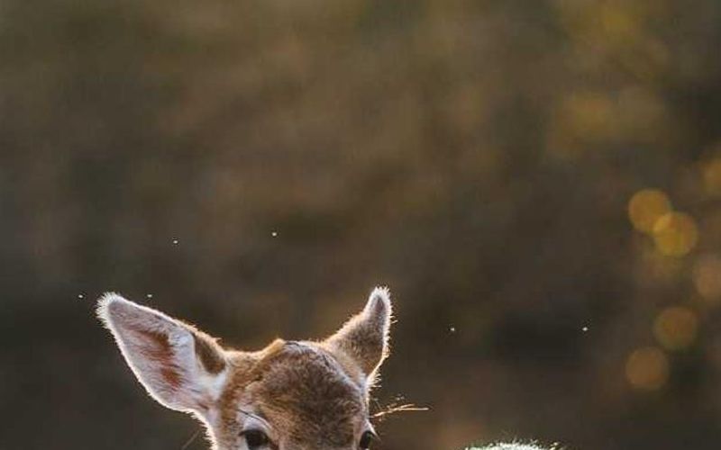 The Footman seemed to rise.