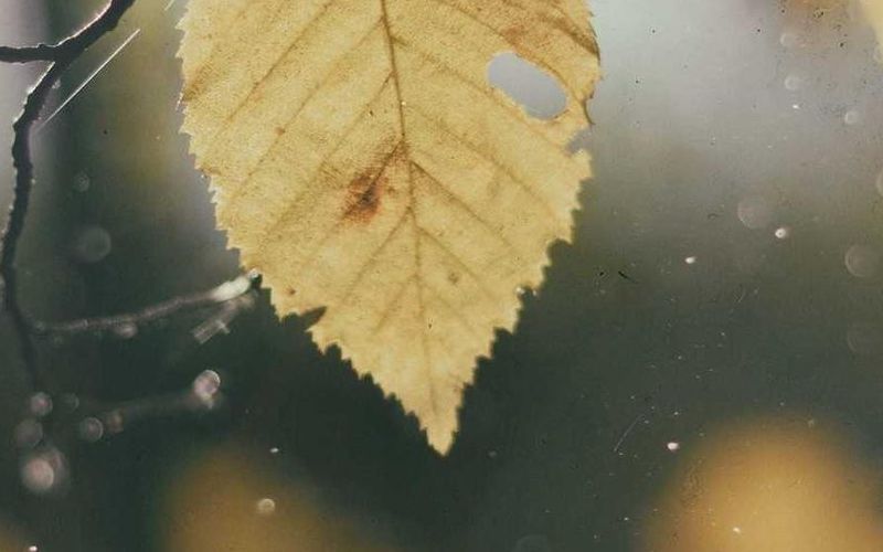 There was a very melancholy voice.