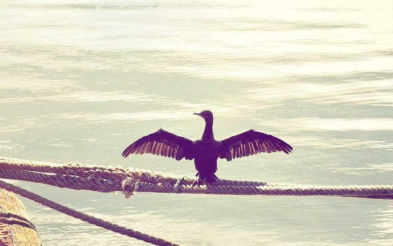 Will you, won't you, will you.